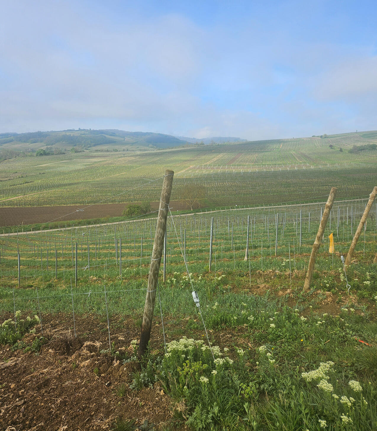 vignes de wolxheim