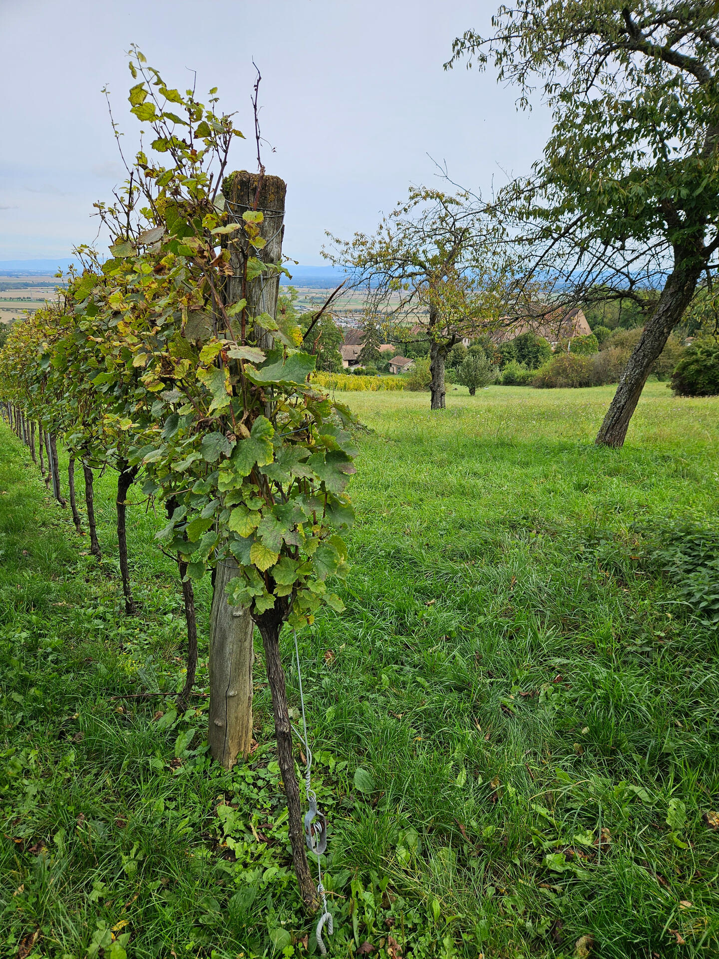 vignes